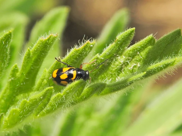 Cryptocephalus anticus - réti zömökbogár