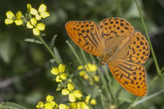 Argynnis paphia - nagy gyöngyházlepke