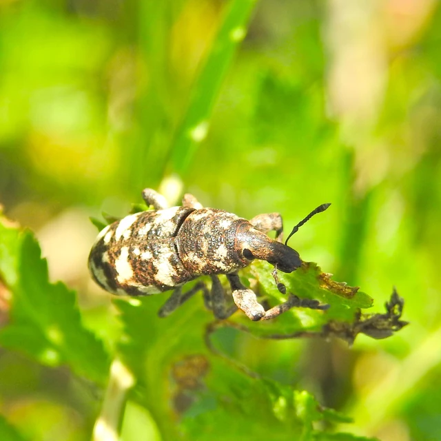 Cyphocleonus dealbatus - márványos barkó