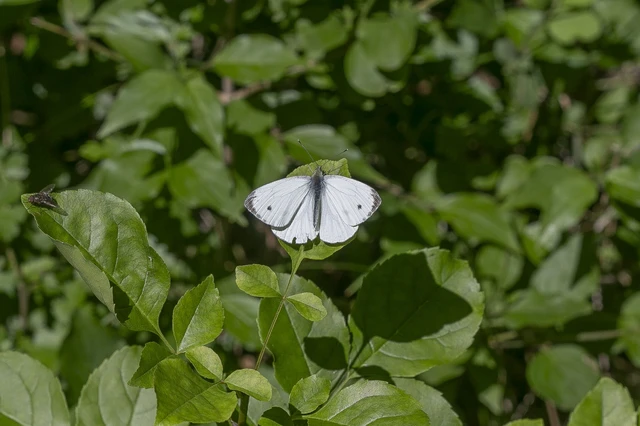 Pieris napi - repcelepke