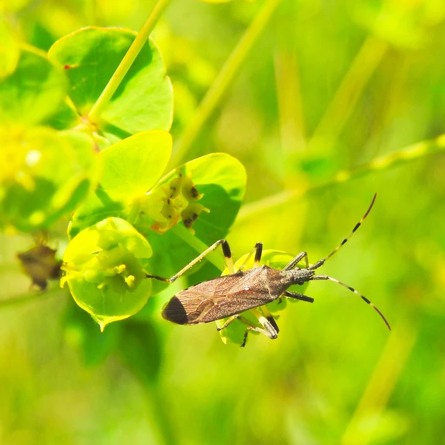 Dicranocephalus