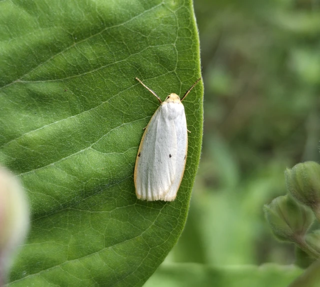 Cybosia mesomella - csontszínű molyszövő