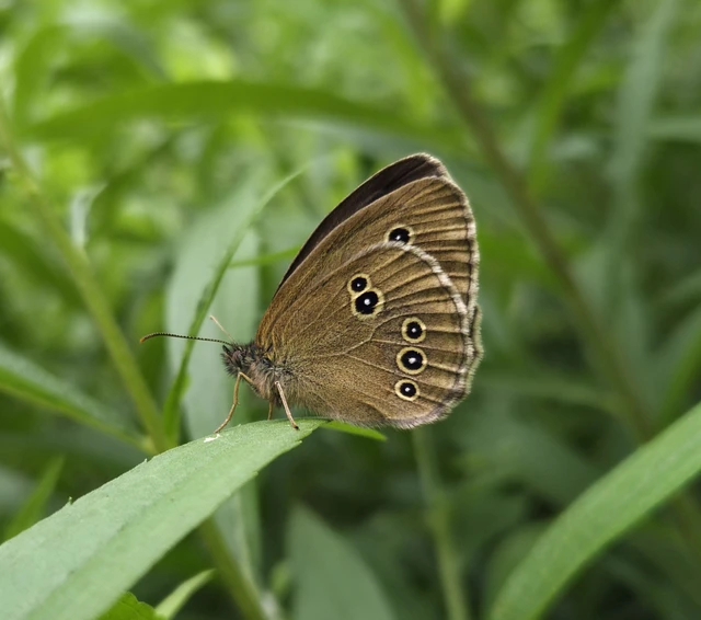 Aphantopus hyperanthus - közönséges ökörszemlepke