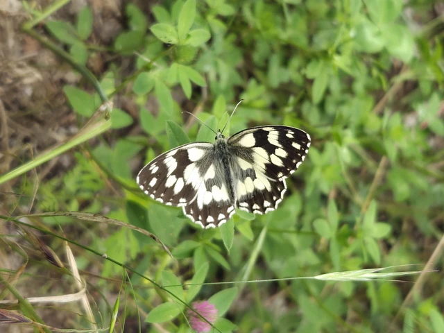 Melanargia galathea - sakktáblalepke