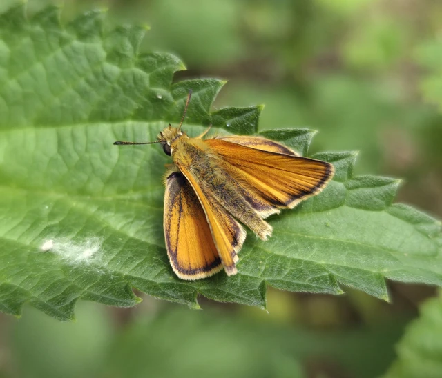 Thymelicus lineola - vonalas busalepke