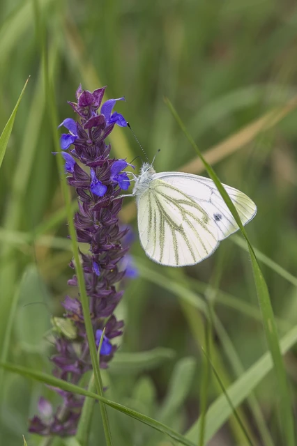 Pieris napi - repcelepke