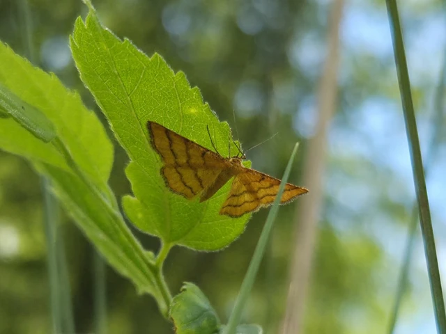 Idaea aureolaria - aranyos sávosaraszoló