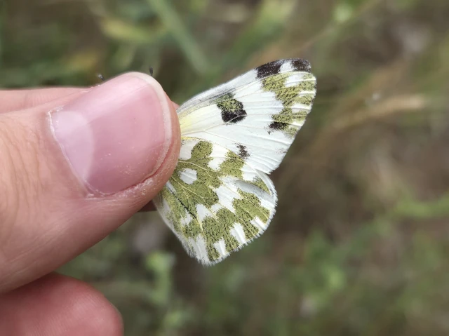 Pontia edusa - rezedalepke