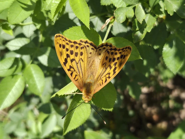 Argynnis pandora - zöldes gyöngyházlepke