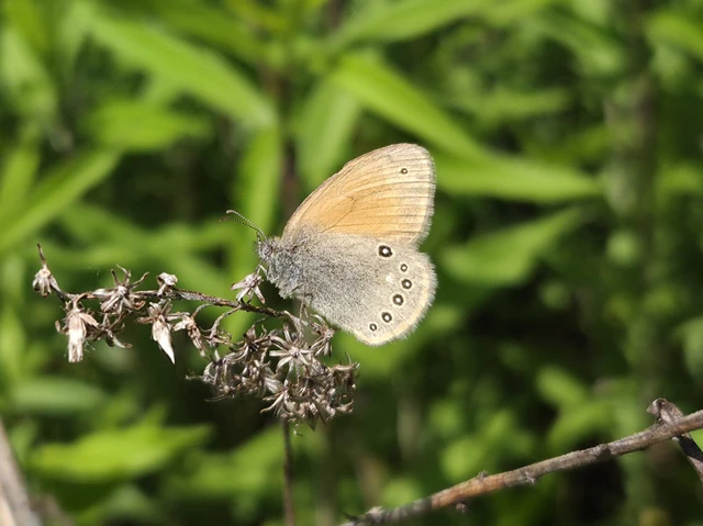 Coenonympha glycerion - közönséges szénalepke