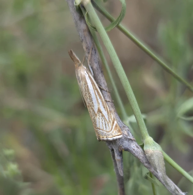 Xanthocrambus lucellus - zegzugos fűgyökérmoly