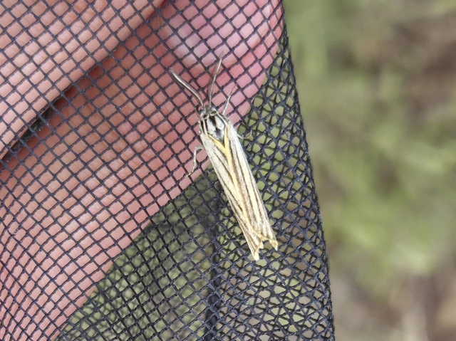 Spiris striata - csíkos molyszövő