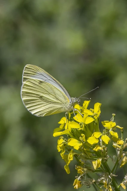 Pieris napi - repcelepke