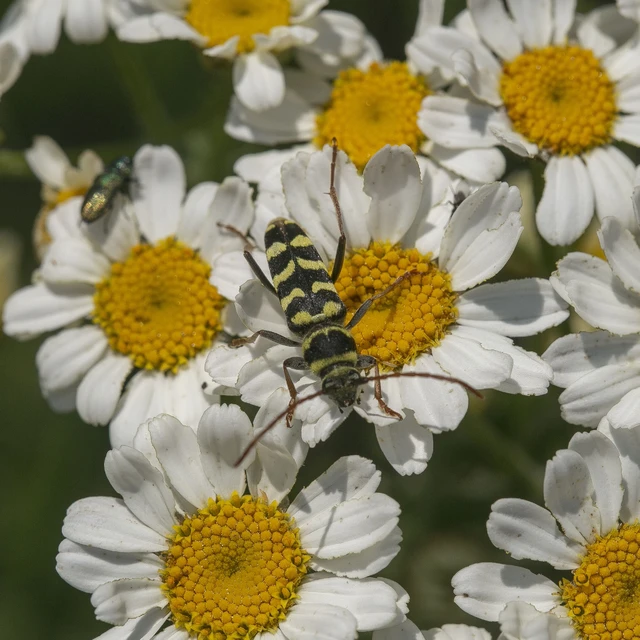 Echinocerus floralis - lucerna-darázscincér