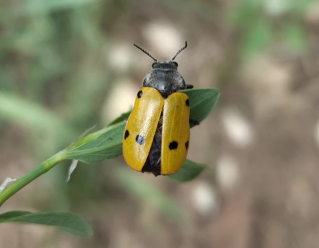 Lachnaia sexpunctata - szőrösnyakú zsákhordóbogár Lachnaia sexpunctata - szőrösnyakú zsákhordóbogár