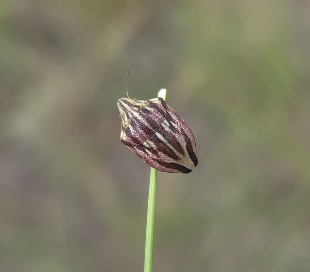 Odontotarsus Odontotarsus
