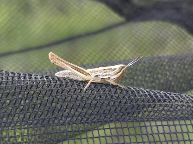 Euchorthippus declivus - rövidszárnyú rétisáska