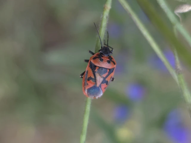 Eurydema ornata - díszespoloska Eurydema ornata - díszespoloska
