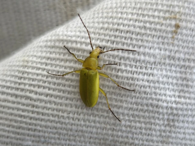 Cteniopus sulphureus - közönséges kénbogár Cteniopus sulphureus - közönséges kénbogár