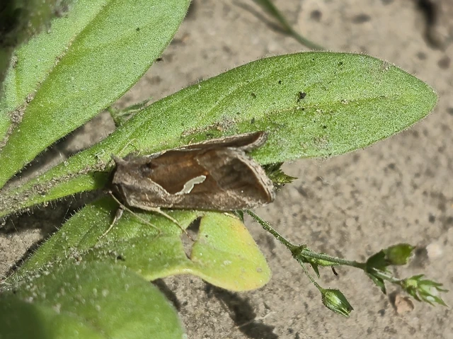 Macdunnoughia confusa - cseppfoltos ezüstbagoly