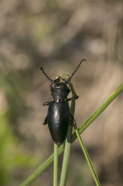 Dorcadion aethiops - fekete gyalogcincér Dorcadion aethiops - fekete gyalogcincér