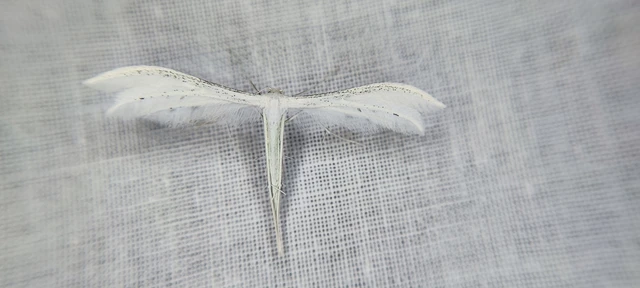 Pterophorus pentadactyla - fehér tollasmoly