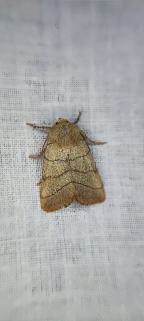 Charanyca trigrammica - háromsávos lombbagoly