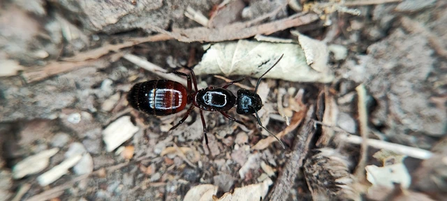 Camponotus ligniperda - faodvasító lóhangya