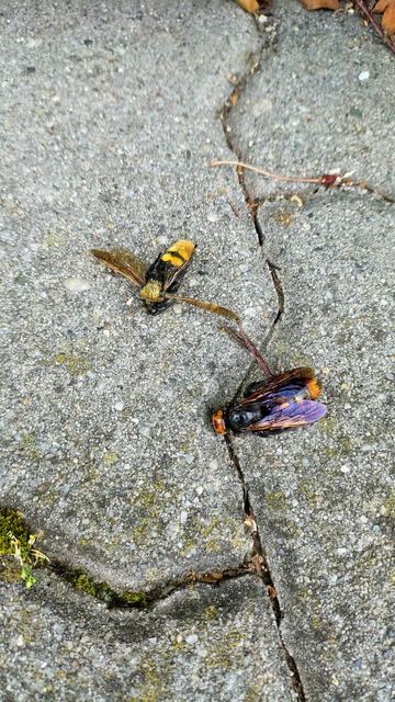 Megascolia maculata - óriás-tőrösdarázs