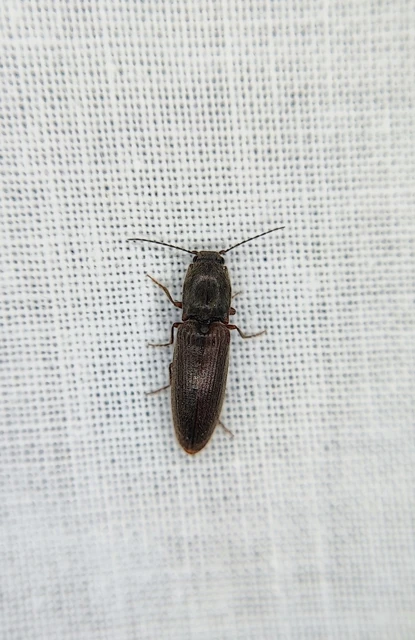 Elateridae - pattanóbogárfélék