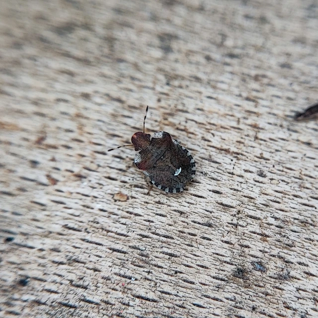 Dyroderes umbraculatus Dyroderes umbraculatus