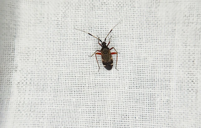 Miridae - mezeipoloskák