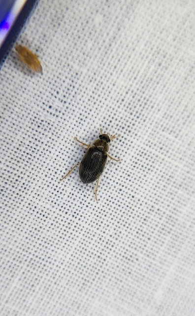 Hydrophilidae - csiborfélék