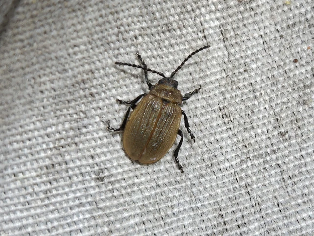 Galeruca pomonae - barna olajosbogár