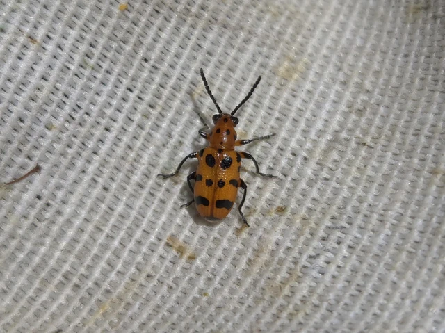 Crioceris quatuordecimpunctata - tizennégypontos spárgabogár