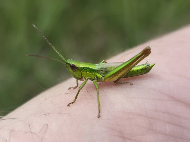 Euthystira brachyptera - smaragdzöld sáska