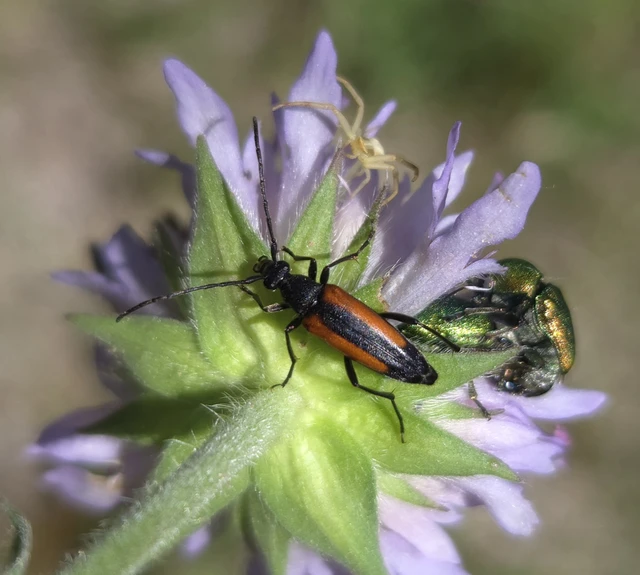 Stenurella melanura - feketevégű karcsúcincér