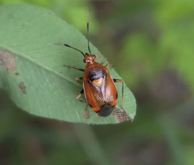 Deraeocoris