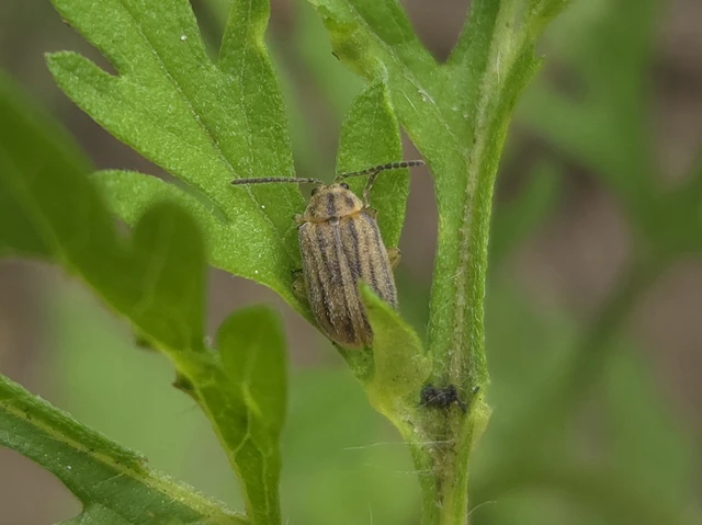 Ophraella communa - parlagfű-olajosbogár