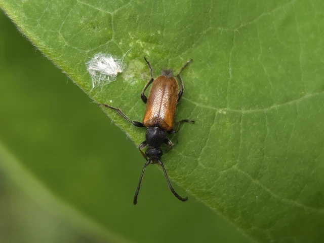 Pseudovadonia livida - barnás virágcincér