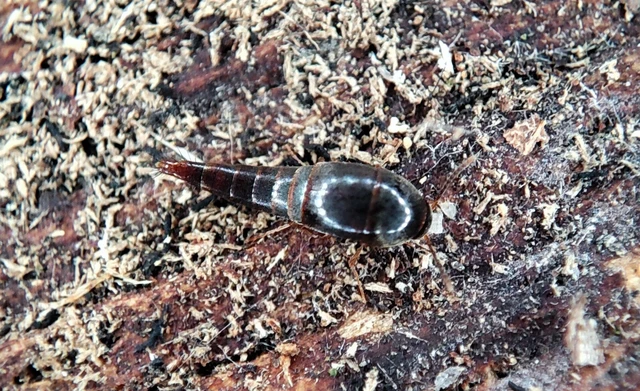 Sepedophilus testaceus - szurokszínű pihésholyva Sepedophilus testaceus - szurokszínű pihésholyva