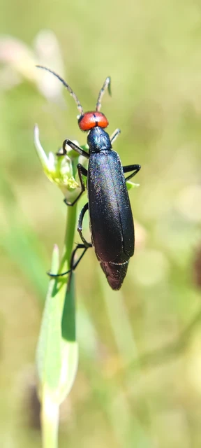 Epicauta rufidorsum - hollóbogár