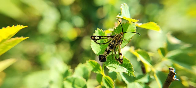 Sesiidae - szitkárfélék