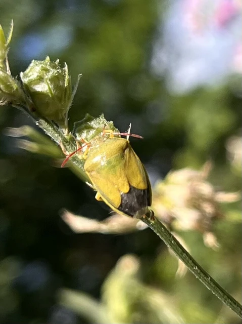 Piezodorus lituratus - bíboros címerespoloska Piezodorus lituratus - bíboros címerespoloska