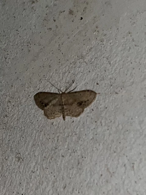 Idaea dimidiata - gyakori apróaraszoló