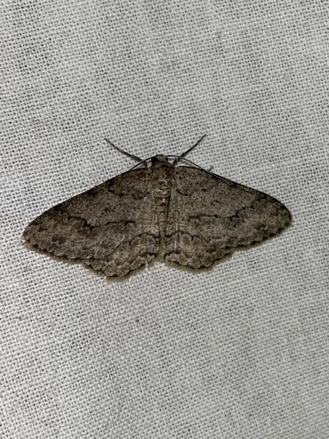 Ectropis crepuscularia - avararaszoló