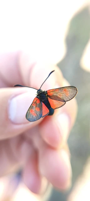 Zygaena loti - közönséges csüngőlepke