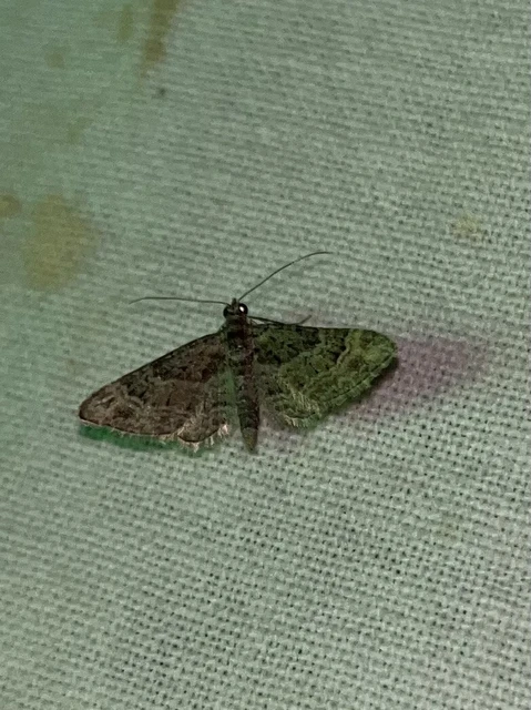 Gymnoscelis rufifasciata - vöröscsíkos törpearaszoló