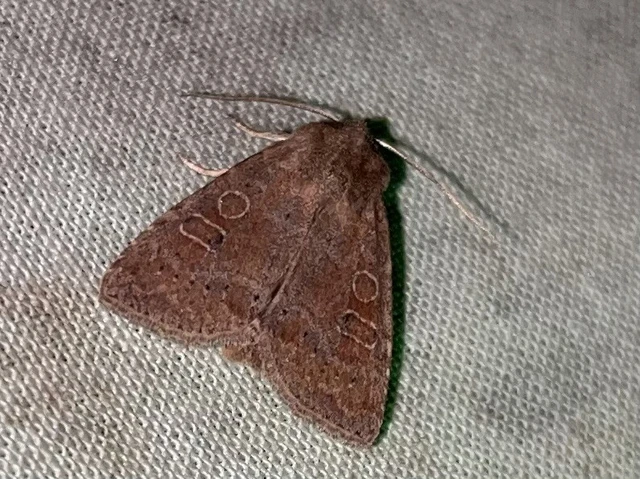 Parastichtis suspecta - sötét erdeibagoly