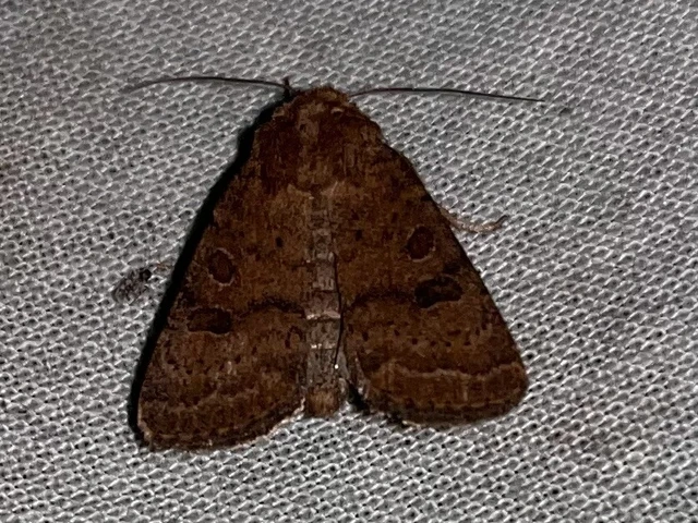 Hoplodrina octogenaria - barna selymesbagoly